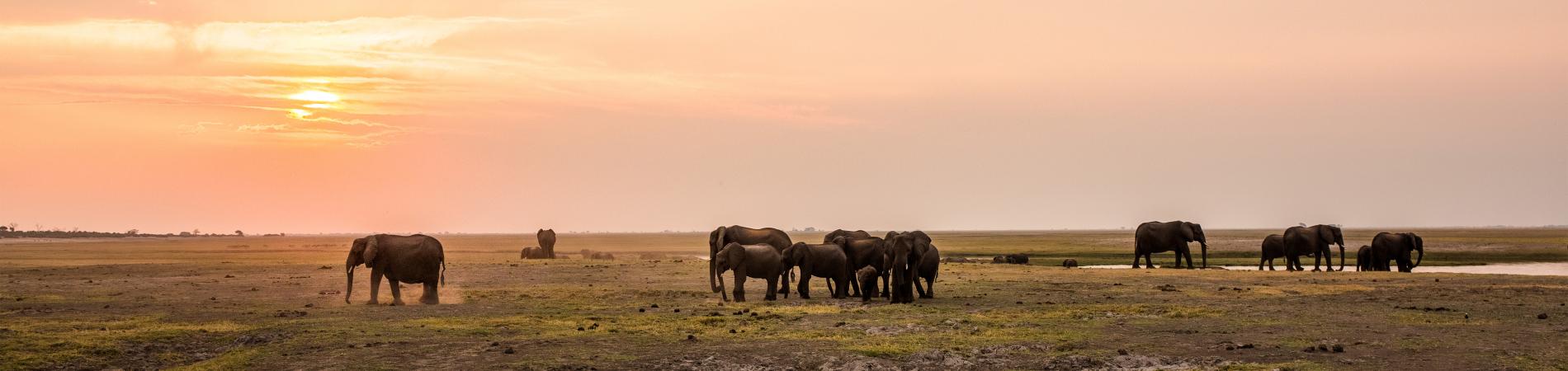 Image for Hugh's honeymoon Safari
