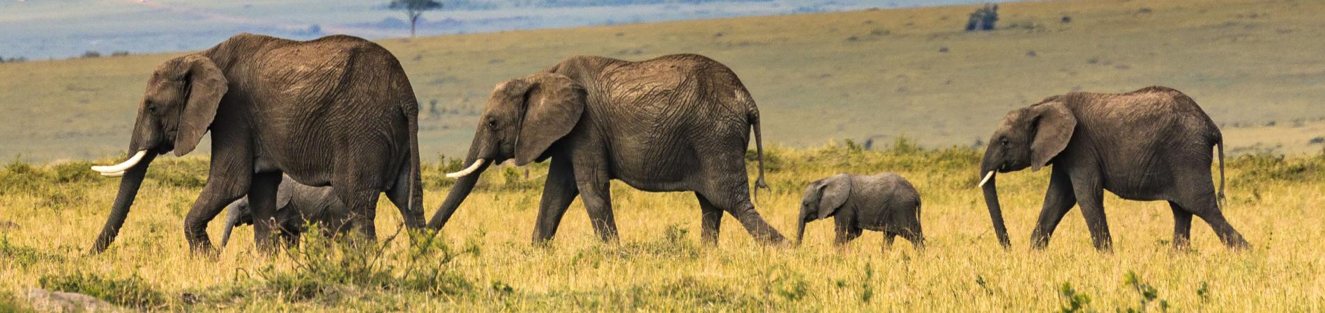 Image for Packing Checklist for a Safari Holiday