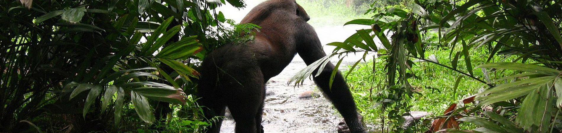 Image for Places you Must See in Africa