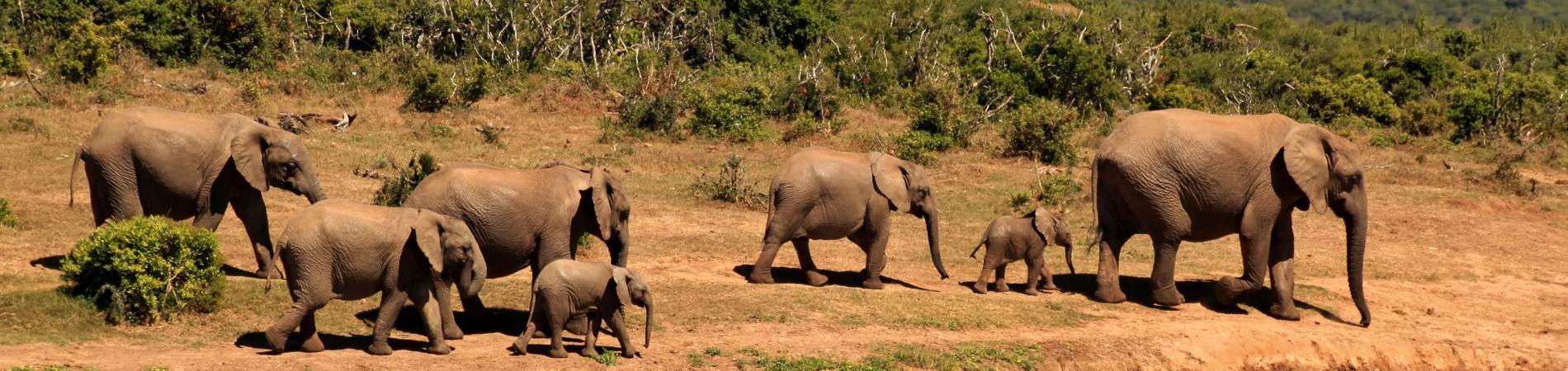 Image for The best places to see elephants