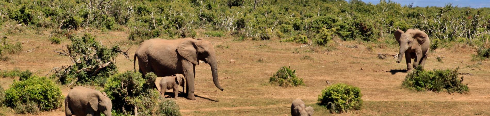 Image for How to Book a South African Safari on a Budget