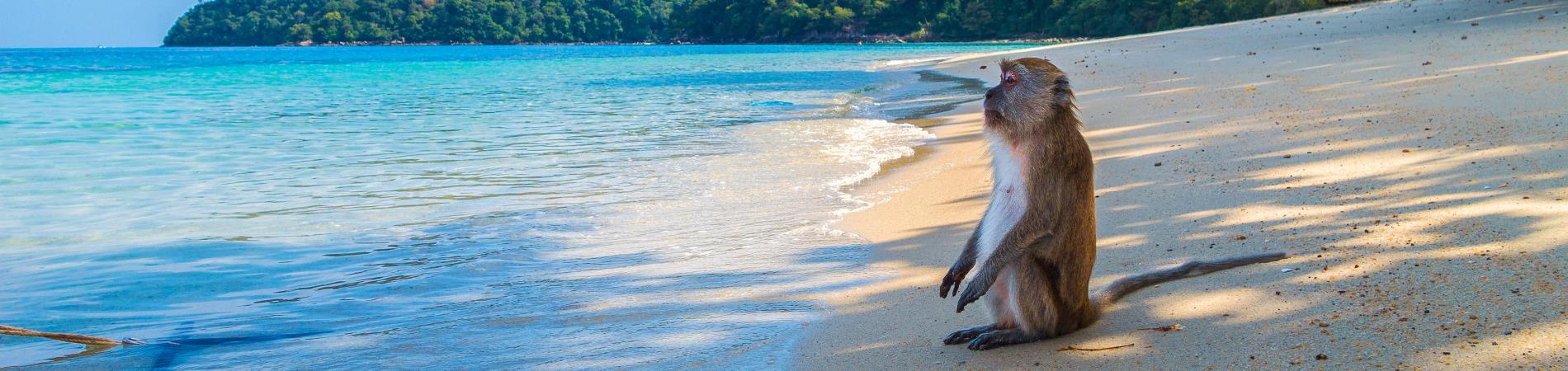 Image for Picturesque beaches in Thailand