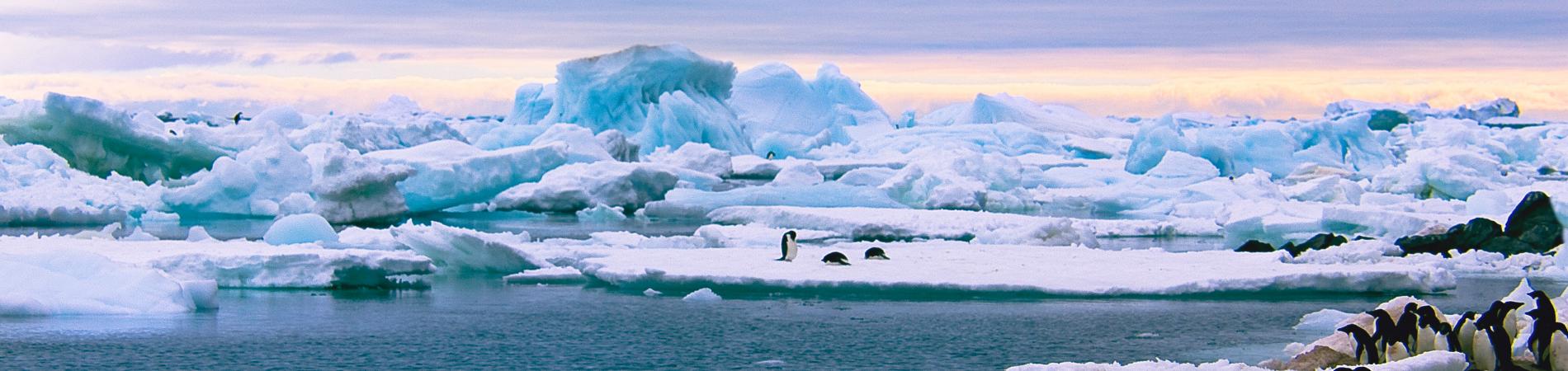 Image for Antarctica & The Arctic